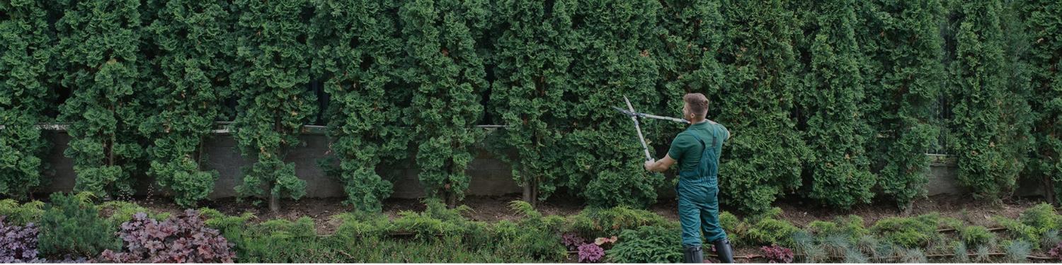 pruning bushes by hand